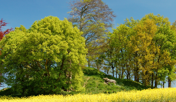 lush trees on hill