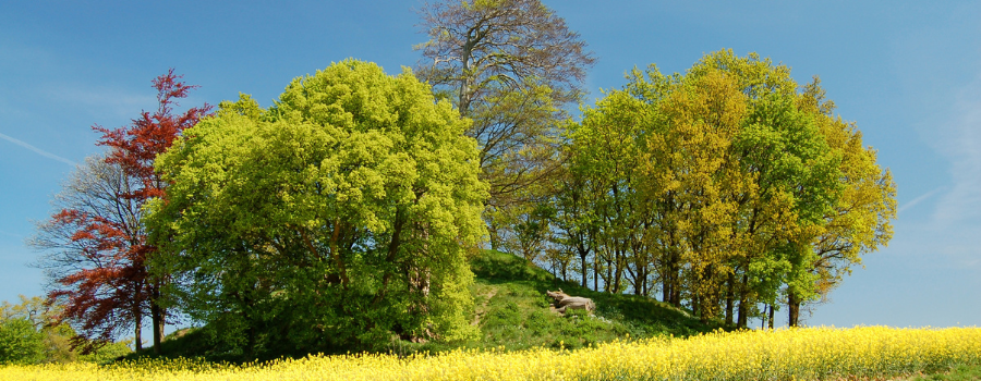 lush trees on hill