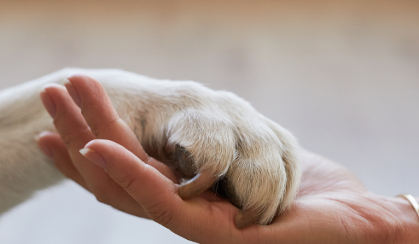 human hand holding paw