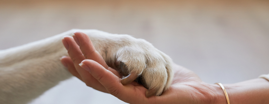 human hand holding paw